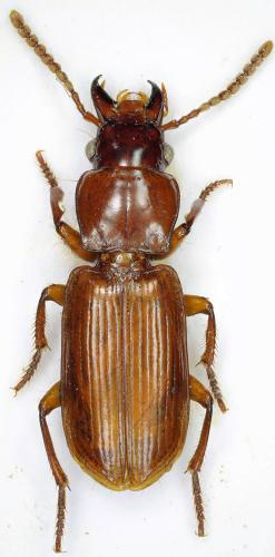 Réf. 341 654 : Mizotrechus erwini